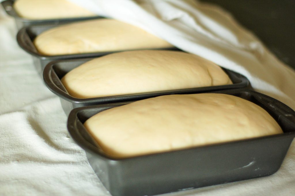 risen homemade bread dough in bread tins